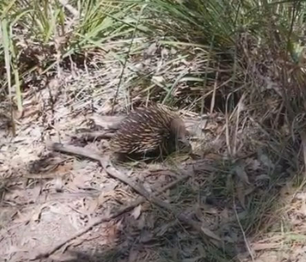 echidna royal national park loftus